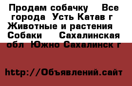 Продам собачку  - Все города, Усть-Катав г. Животные и растения » Собаки   . Сахалинская обл.,Южно-Сахалинск г.